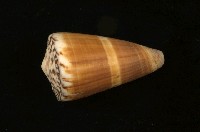 藏品(芋螺)的圖片